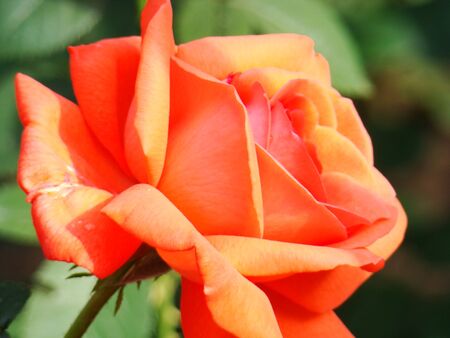 Red rose in the garden, red rose bud. Rose bush in the garden. A photo.の写真素材
