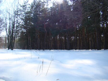 Winter landscape with birches against the blue sky. Winter landscape with snow and birches against the background of a pine forest. Phptoの写真素材