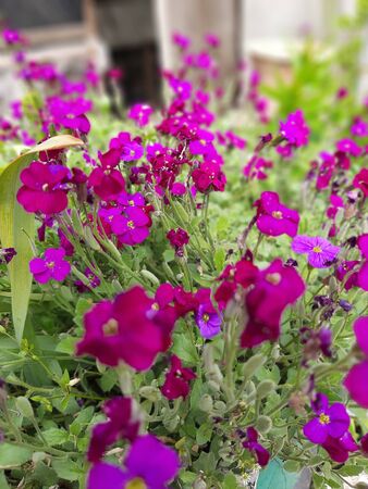 Flowerbed of little pink flowers in the park. Photo of pink flowers in the park. Photo.の写真素材