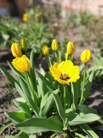 Yellow tulips in the park. Flowerbed of yellow tulips on a background of green leaves and grass. Photo of yellow tulips. Photo.の写真素材