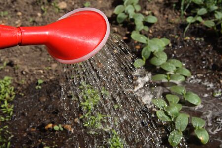 Pouring or watering new greensの写真素材