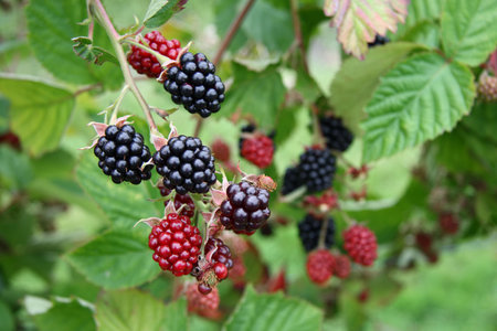 blackberries bunch on a farm, close-up, soft focus