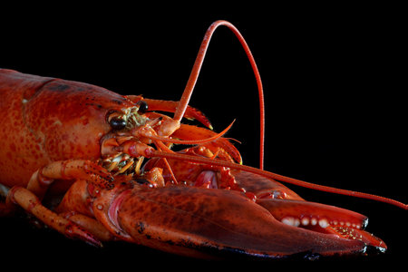 large red cooked LOBSTER isolated on blackの写真素材