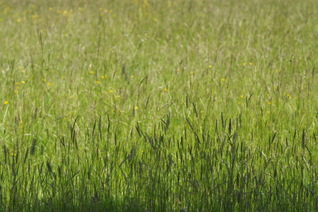 perfect sunny green grass background with shadow on the front