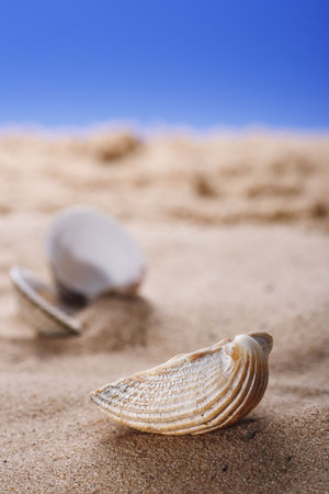sea shell on beach sand and blue sky background, shallow DOF