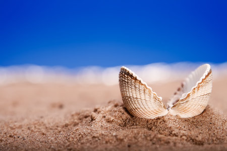 opened sea shell seashell on beach sand and blue sky, shallow DOF, high contarst
