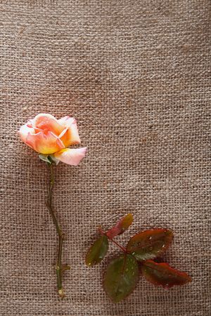 still life with rose flower on hessian backgroundの写真素材