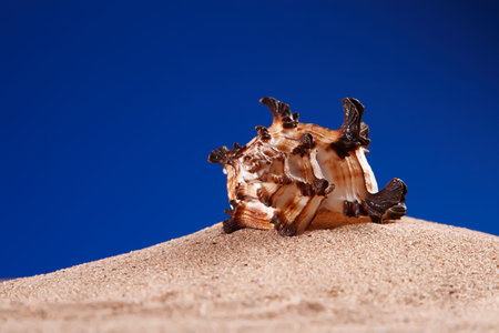 seashell sea shell on sand with deep blue background, shallow DOF