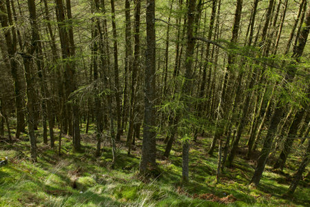 looking throgh the green sunny forest