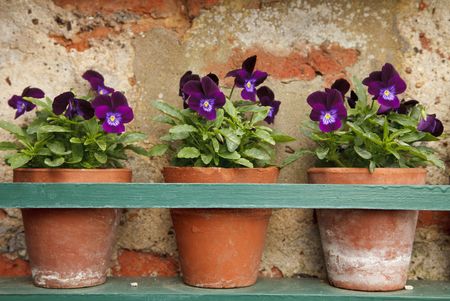 pansy flowers in three old terracotta pots, shallow DOFの写真素材