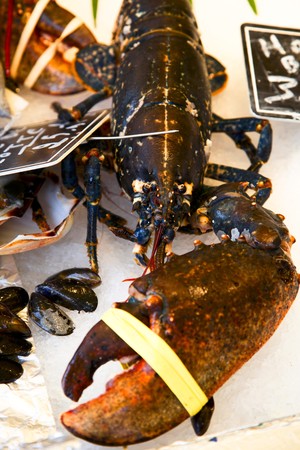 large living  lobster  in a market , shallow dofの写真素材