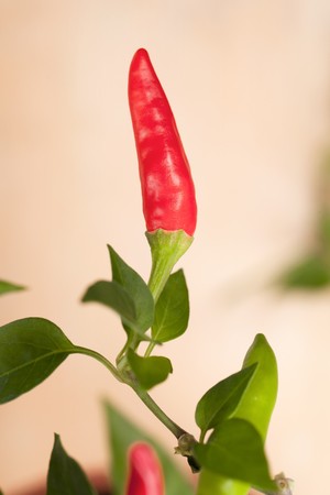 red chilli pepper plant, very hot! shallow focusの写真素材