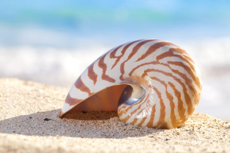 nautilus shell on a beach sand, against sea waves, shallow dofの写真素材