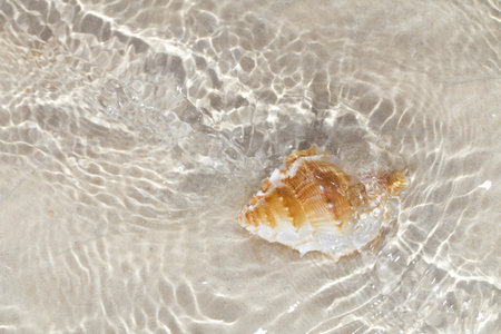 beatyfull seashell bursa in sea water, shallow dofの写真素材