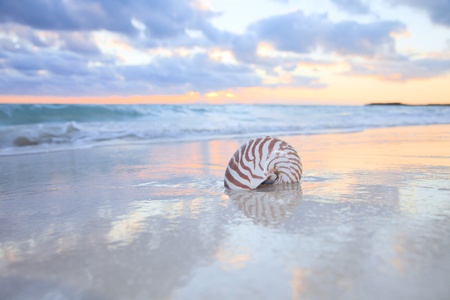nautilus shell on sea beach , sunrise. shallow dofの写真素材