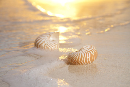 two nautilus shells in the sea , sunrise, very very soft warm overexposed light  の写真素材