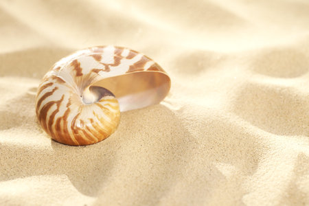 small nautilus shell on beach sand  and tropical golden sun light, shallow dofの写真素材