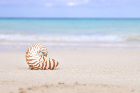 nautilus shell on beach  and blue tropical sea, shallow dofの写真素材