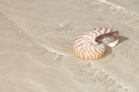 nautilus shell in crystal clear sea waterの写真素材
