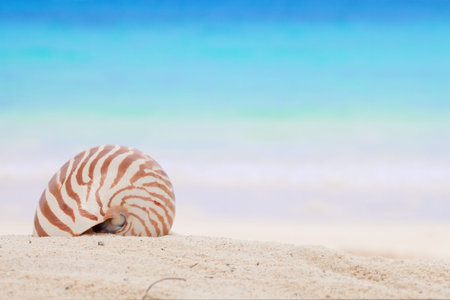 nautilus shell on a beach sand, against blue sea, shallow dof