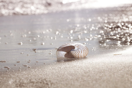 nautilus shell on sea beach , sunrise light, shallow dof