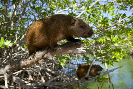 cuban hutia sitting in a mangrove trees near riverの写真素材