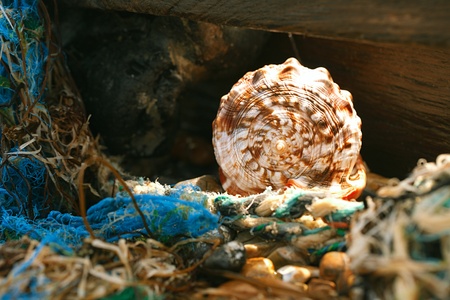cassis rufa seashell in tidepool, shallow dofの写真素材