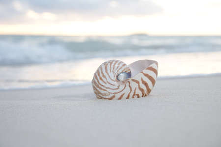 nautilus shell at the sea wave and sunriseの写真素材