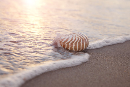 nautilus shell in the sea wave and sunrise light, shallow dofの写真素材