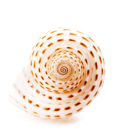 Sea shell Tonna Tesselata isolated on white, shallow dofの写真素材