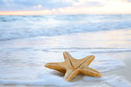 sea star starfish on beach, blue sea and sunrise time, shallow dof