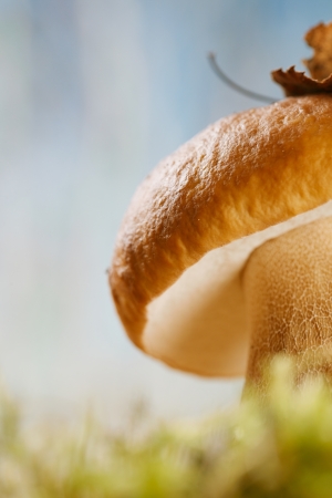 still life with white boletus mushroom, super macro, shallow dofの写真素材