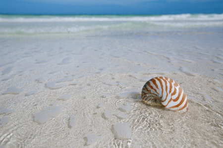 nautilus shell  in blue sea wave, shallow dof