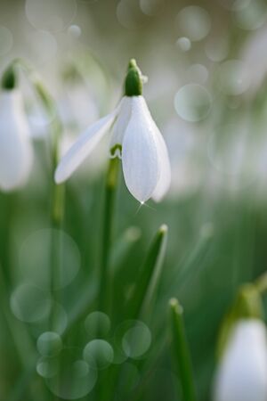 snowdrop flower soft focus, perfect for postcardの写真素材