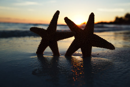 sea star starfish Silhouette on sunrise beach,  shallow dof