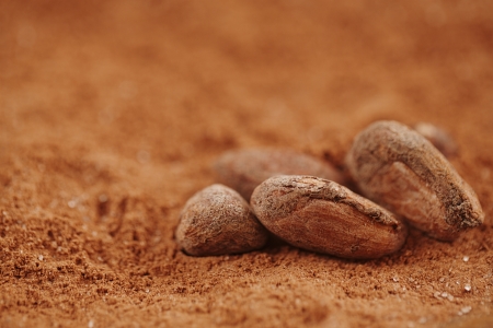 roasted cocoa chocolate beans macro on cocoa powder backgroundの写真素材