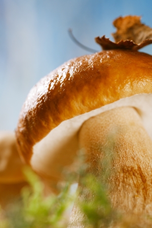 still life with white boletus mushroom, super macro, shallow dofの写真素材