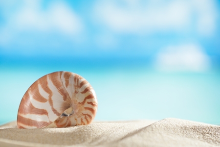 small nautilus shell  with ocean , beach and seascape, shallow dofの写真素材