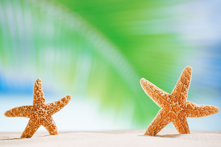 starfish shells on the  ocean beach and seascape, shallow dofの写真素材