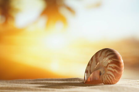 seashell in the sea and golden sunriseの写真素材