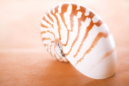 nautilus pompilius shell on leather, super shallow dofの写真素材