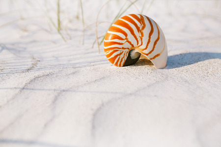 nautilus shell on white Florida beach sand under sun light, shallow dofの写真素材