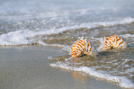 two nautilus shell with sea wave,  Florida beach  under the sun light, live action