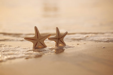 two starfish on sea ocean beach in Florida, soft gentle sunrise light colorの写真素材