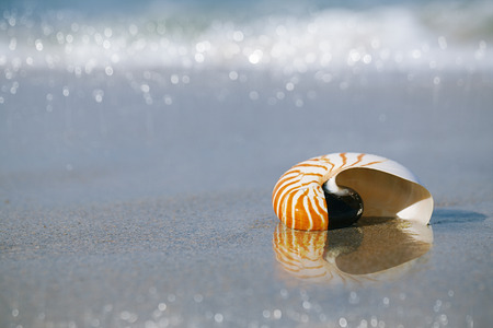 nautilus shell on white Florida beach sand under sun light, shallow dofの写真素材