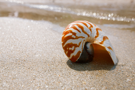 nautilus shell on white Florida beach sand under sun light, shallow dofの写真素材