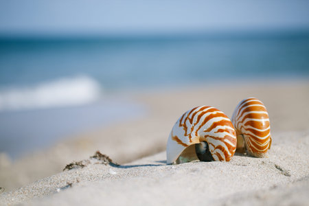 nautilus shell on white Florida beach sand under sun light, shallow dofの写真素材