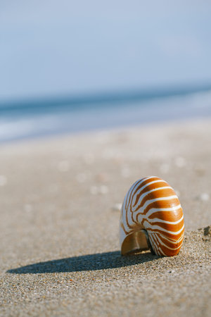 nautilus shell on white Florida beach sand under sun light, shallow dof