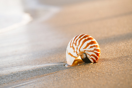 nautilus shell on white Florida beach sand under sun light, shallow dofの写真素材