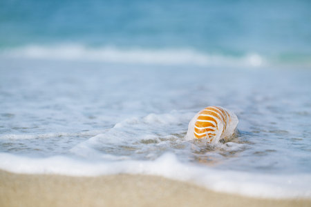 nautilus shell with sea wave,  Florida beach  under the sun light, live actionの写真素材